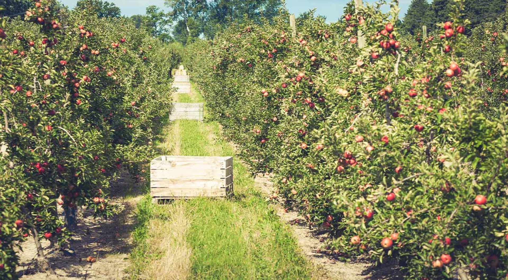 Top Twelve Must-See Attractions In Hendersonville